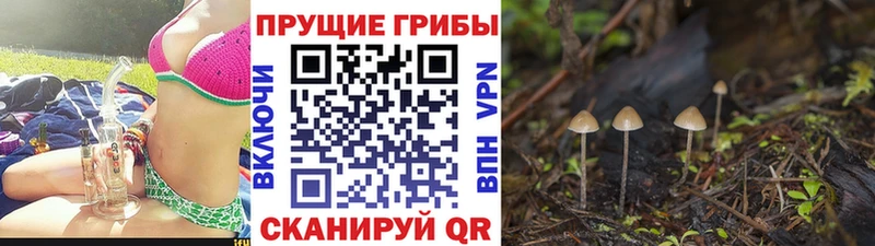 Псилоцибиновые грибы мухоморы  Купить закладки  Слободской 